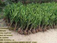 小叶黄杨工程苗绿篱苗高40公分价格最新行情
