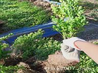 小叶黄杨产地分布及种植品质冠幅40公分价格